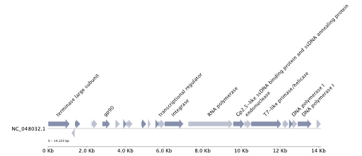 Genome Annotation